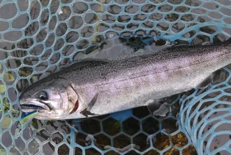 雨のフィッシングパーク高島の泉